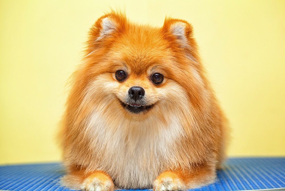 smiling Pomeranian cute dog